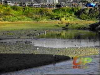 The Ballona Wetlands